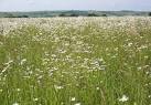 A member of the Daisy family. Also known as Moon Daisy, Marguerite and - via Daymix