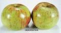 Ark of Taste : Sebastopol Gravenstein Apple : Slow Food USA