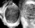 The Compound Eye