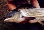 Grass carp (Ctenopharyngodon idella) - Aquatic Invasive Species ...