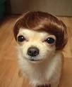 Why Hair of the Dog is Not an Effective Hangover Cure | MrBestGuide