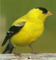http://www.musicpicture.net/image/finch-5.jpg