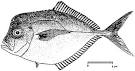 Annex 9. Illustrated list of main fish species.