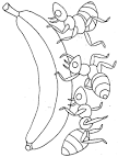 Ant coloring page