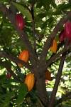 ChocolateFest » Blog Archive » ChocolateFest – The Cacao Tree