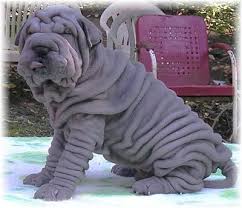 Blog de paulaely : Focinhos; Amor Incondicional!, Shar Pei.