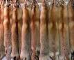 220px-Fur_redfox.jpg