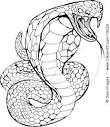 Snake coloring page