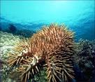 crown-of-thorns starfish, Acanthaster planci