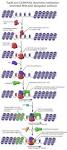 File:<b>RNA Polymerase</b> Control by