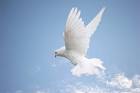 Supporting a Department of Peace | Shambhala Times Community News ...