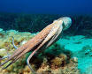 Aquatic locomotion - Wikipedia, the free encyclopedia