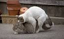 Vital facts on cats mating for wannabe cat breeder | Cats Mating