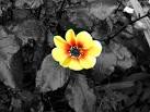 color splash photography