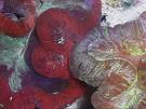Chemistry and the Aquarium  What is Alkalinity      Advanced