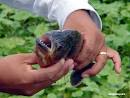 Piranha