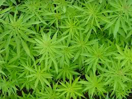 A lot of us as now responsible parents may even have used marijuana as teens 