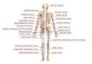 <b>peripheral nervous</b> system