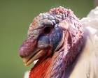 Male turkey bird head public - via Daymix