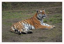 Tiger - Bild \u0026amp; Foto von Knut Bley aus Zoo, Wildpark \u0026amp; Falknerei ...