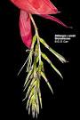 <b>Bromeliaceae</b>