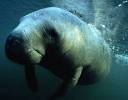 Pictures of Endangered Sea Creatures - Endangered Sea Life ...