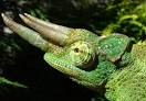 Chameleons - Master of Disguise with Unique Eyes | Animal Pictures ...