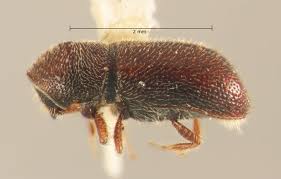 Image result for Pityophthorus franseriae