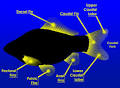 Exotic Goldfish - Care and Feeding