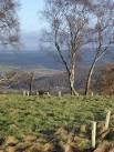 Taken from the new plantation just east of Blaze Fell quarry. - via Daymix