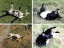 What's In A Name: The Fainting Goat - Seattle Restaurants and ...