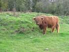 TQ4892 : Highland cow at - via Daymix