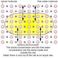 Cells Williams Science Class Potomac Elementary Middle School ...