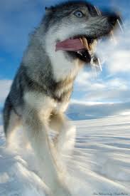 Idun - Siberian Husky - Bild \u0026amp; Foto von Holger Fabritz aus ...