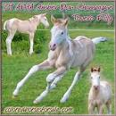 Colored Horses For Sale