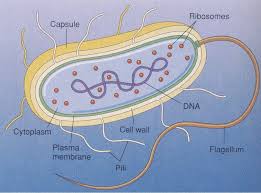 images?q=tbn:ANd9GcSGrJjRyVt5eU4nSsBmYtR6q9cBYG6gKaxRuA0vpMANMm1UfDEpEo2RmkJF9w