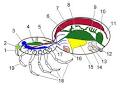 Chelicerata - Wikipedia, the free encyclopedia