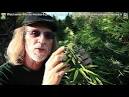 Medical Marijuana Dispensaries Cannabis Club Directory   Pot Laws