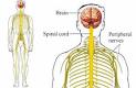 <b>Myoclonus</b> is often a symptom