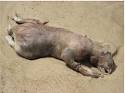 What Washed Up on the beach Montauk, NY? Help Solve this Mystery ...