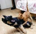 Cats vs Dogs | Amazing Creatures
