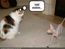Jumping in Pools: LOL Cat of the Day
