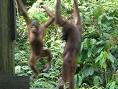 King of the Swingers 1