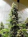 White Russian Regular Cannabis Seeds | Serious Seeds