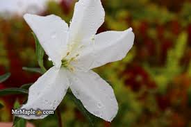 Image result for Rhododendron
  ( Kalimna Glory Belgian Indica Azalea )