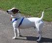 Jack Russell Terrier - Wikipedia, the free encyclopedia
