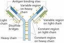 lymph and immunity