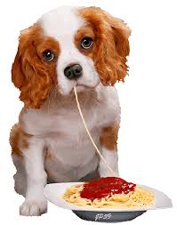 Offrons des repas aux animaux des refuges avec PEDIGREE! Images?q=tbn:ANd9GcSHcDADNn_zGiE6kiE2gBffsFdTyVoWJKmD8VxI4YcAXENfhDmc