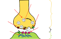 Chemical synapse - Wikipedia, the free encyclopedia