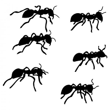 My Dear Ants